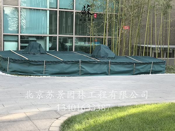 杏盛 6